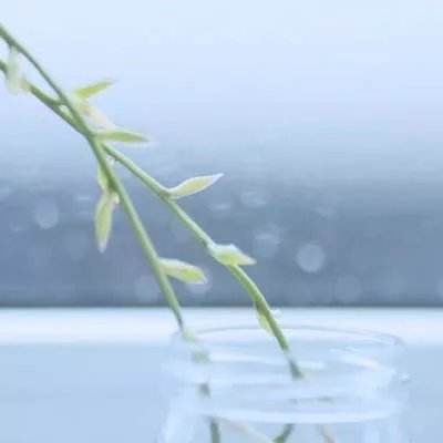zoologic动物合成游戏下载